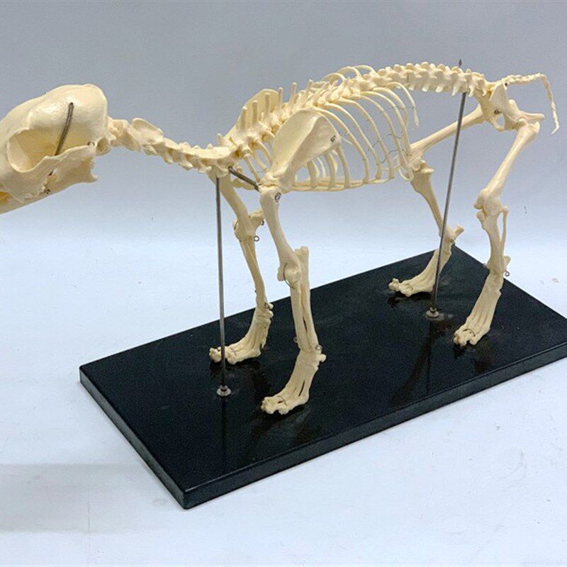 狗骨架动物骨骼犬科犬骨架犬骨骼宠物犬兽医教仪T动物教学模型优