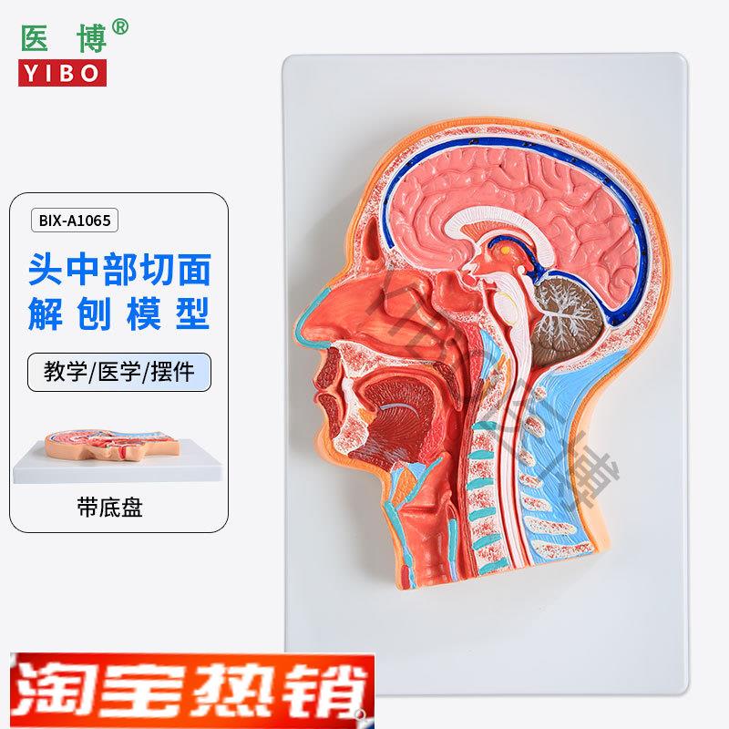 医博BIX-A1065人H体头部切面展示模型