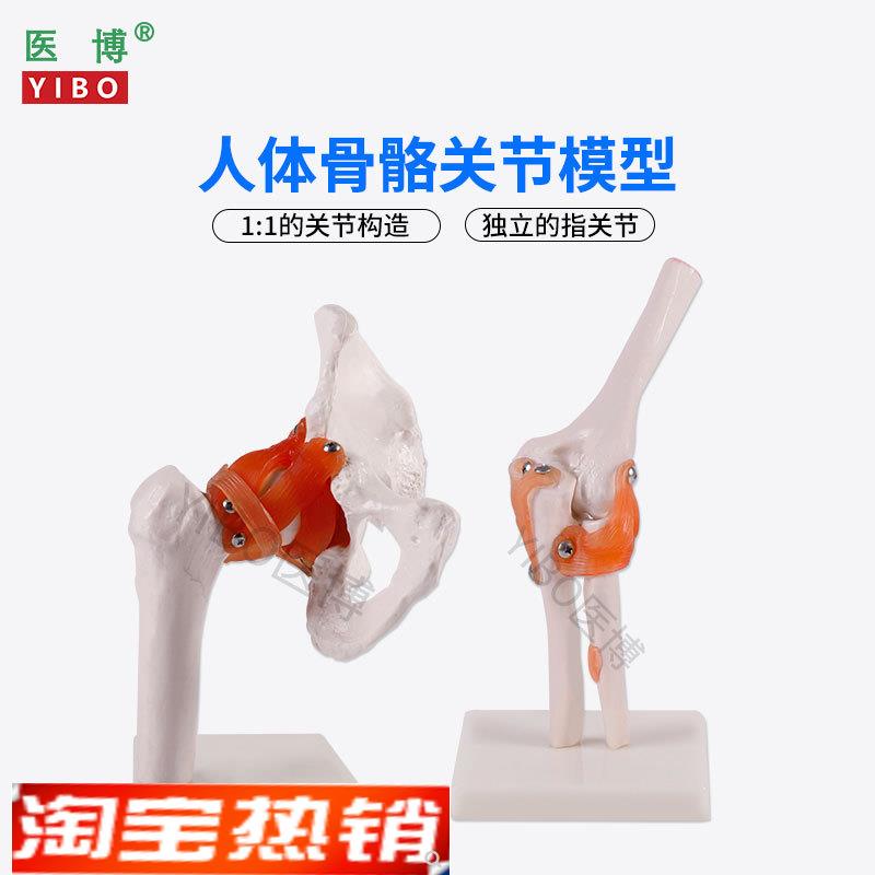 医博人体骨骼骨架模型六大关节骨骼模型t人体手骨骼模型髋关节骨