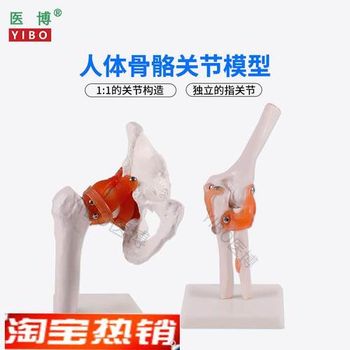 医博人体骨骼骨架模型六大关节骨骼模型t人体手骨骼模型髋关节骨