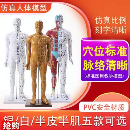 85CM人体针灸模型人体穴位模型经络按摩男针灸中医教Z学小人刻字