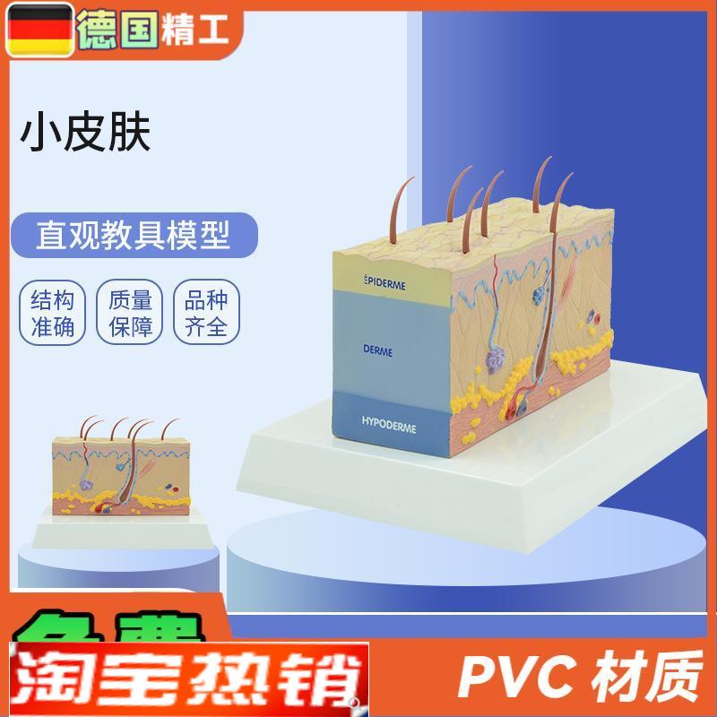 德国】PNT-0557小皮肤模型放大皮肤结L构解剖模型组织层次皮肤构