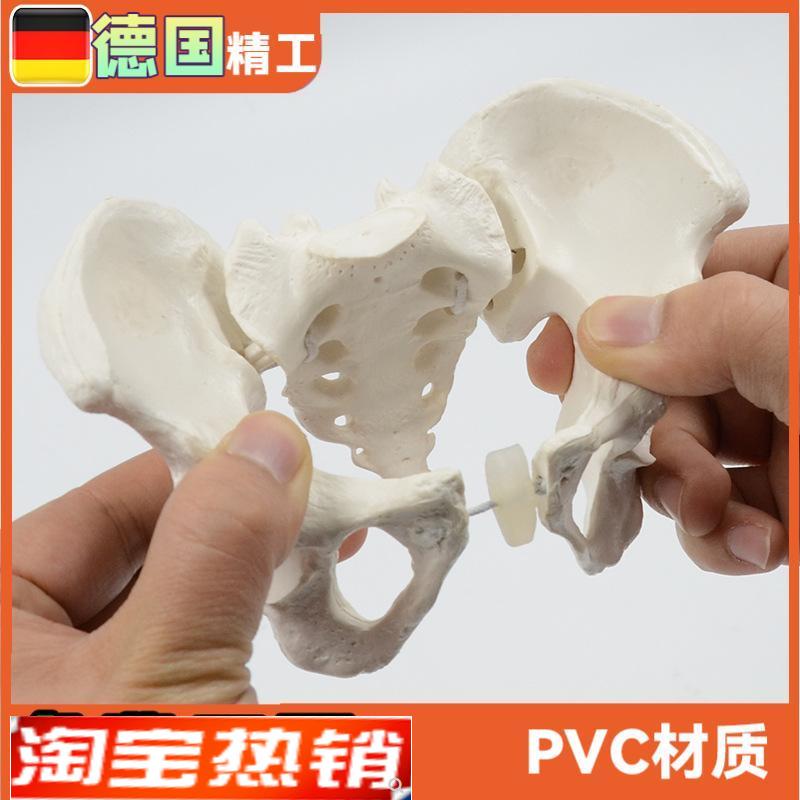 可活动骨盆模型骶骨髋骨盆骨可弯D曲旋转人体骨骼解剖康复教具