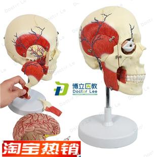 人体咀嚼肌模型颌面部肌肉神经C咬肌颞肌三叉神经脑解剖模型