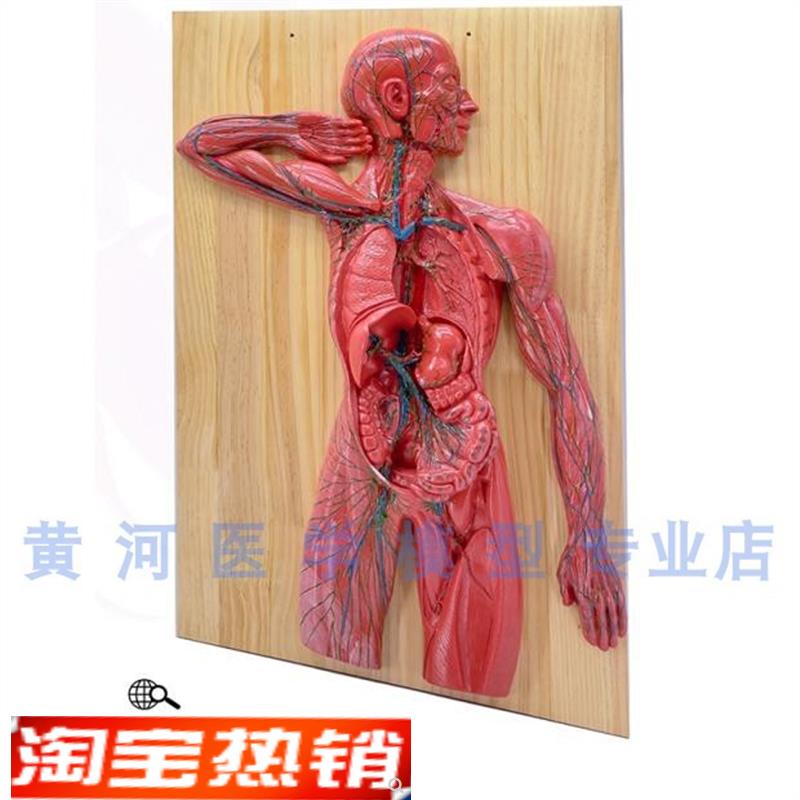 人体淋巴系统解剖模型免疫u系统胸腔外科心脏消化器官八大系统之