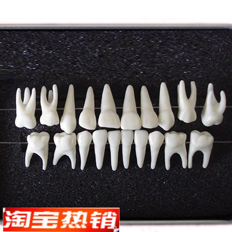 ENOVO颐诺恒牙牙齿1:1模型O成人牙列牙齿模型