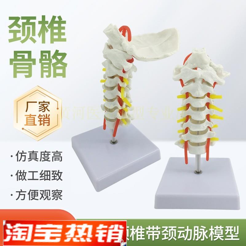 人体颈椎带颈动脉后枕骨椎间盘z与神经模型医学人体颈椎骨骼模型