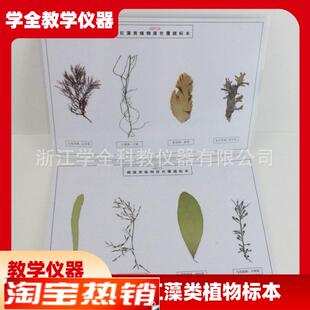 藻类标本浸泡标本中学科普教具幼儿园教学探究实T验教学标本厂家