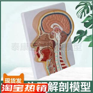 头颈解剖模型正中切颅脑口鼻腔咽部喉咙气管鼻咽T喉面部微整形肌