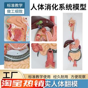 人体消化系统模型消化道胃冠状剖面K鼻咽喉大小肠胃解剖模型