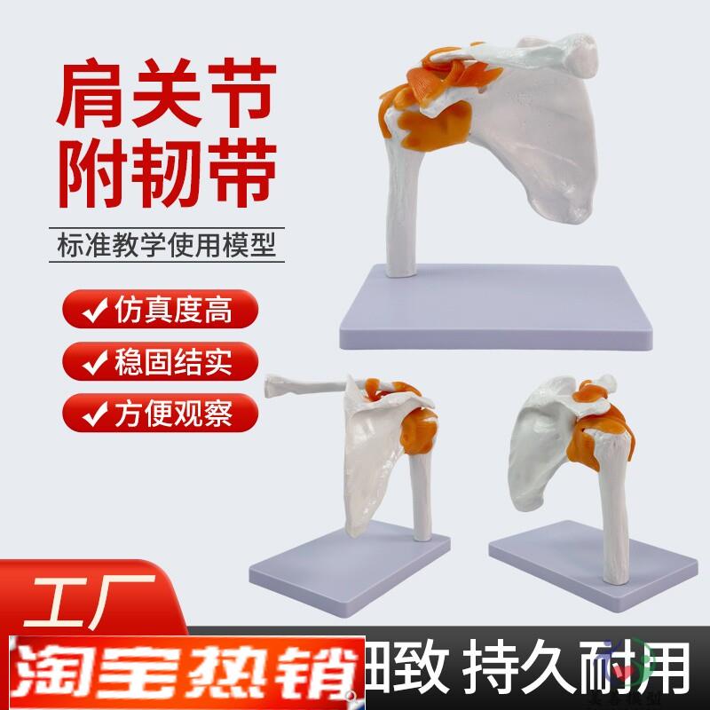 自然大带韧带肩关节模型人体z骨骼模型锁骨模型肩胛骨骨科模型