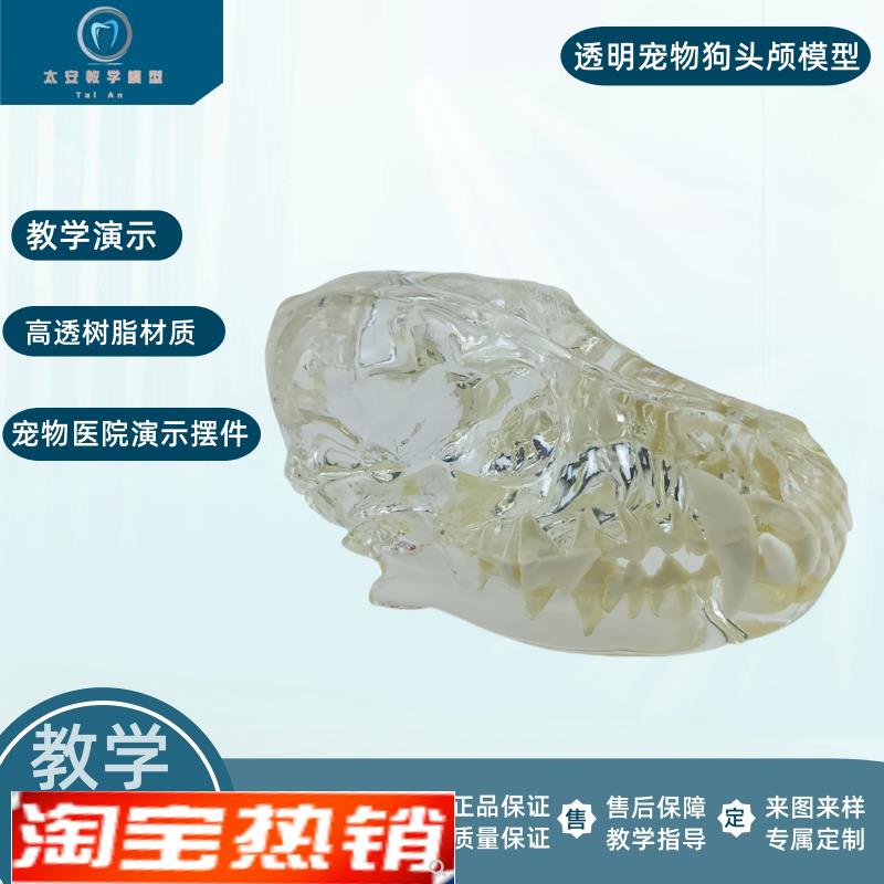 宠物狗牙猫牙模型透明宠物v牙齿模型狗牙演示模型猫牙演示模型
