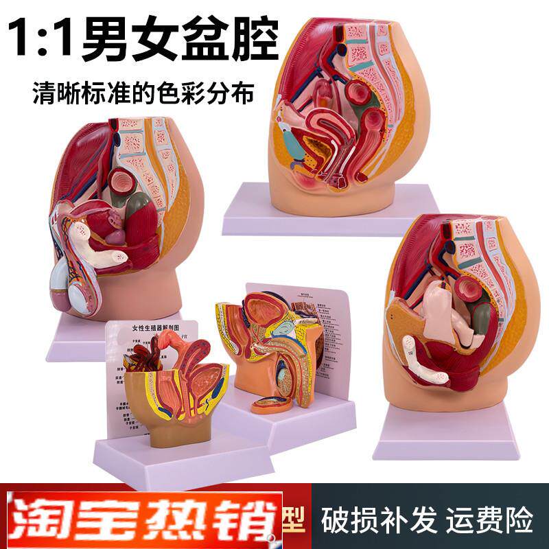男女性盆a腔矢状解剖模型男女性生殖器官女性生殖泌尿系统子宫模