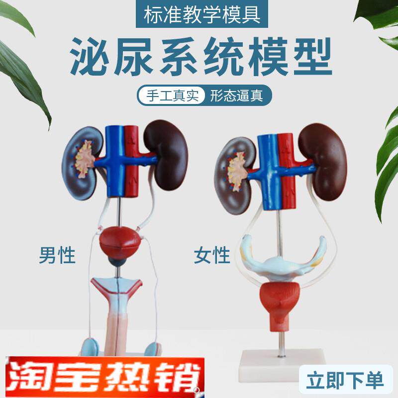 男性泌尿生殖系统解剖模型肾脏膀胱输尿管人O体器官内脏结构造教