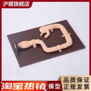 沪模HM/LV42乙状结肠镜检查训练模型结肠内肠病变模型E消化道内窥