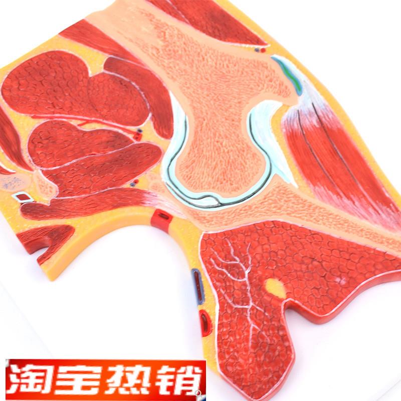 ENOVO颐诺医学解剖髋关节骨骼肌肉D模型髋关节剖面髋关节构造MRI