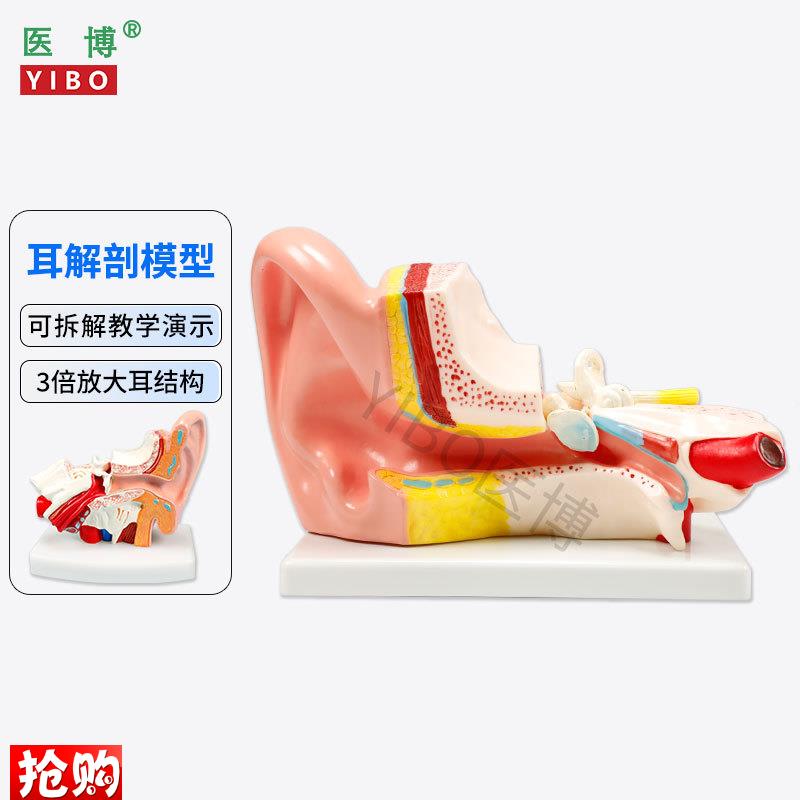 医博人体耳解刨模l型耳朵3倍放大模型耳朵结构构造展示教学模型