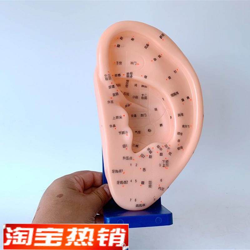 针灸穴位耳模型反射区按摩耳朵模型带底座24cm大U号耳部人体模型,玩具/童车/益智/积木/模型,其他模型玩具,淘宝优惠券,粉丝福利购,淘宝优惠卷