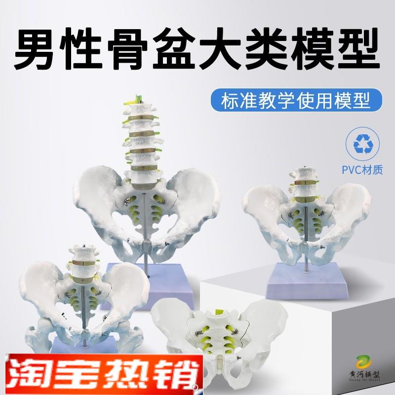 医学自然大人体男性骨盆模型附五节腰椎脊M椎髋骨骶骨尾椎骨骼模
