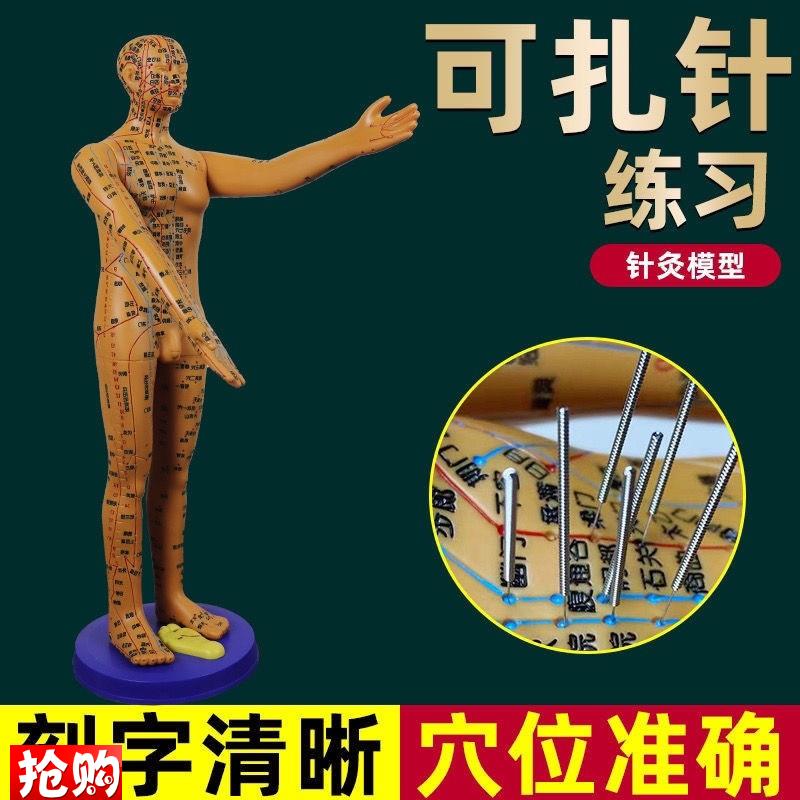 董氏奇穴穴位人体k模型十二经络模特图全身中医针灸教学培训小铜