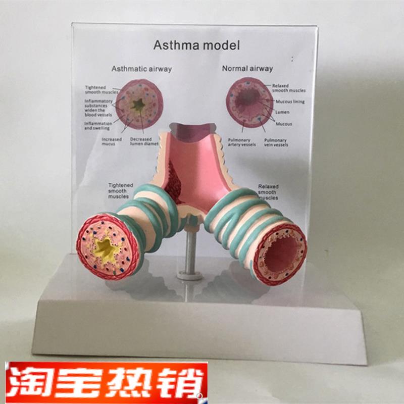 气管解剖支气管纤维p支气管哮喘解剖模型教学人体模型教学教具