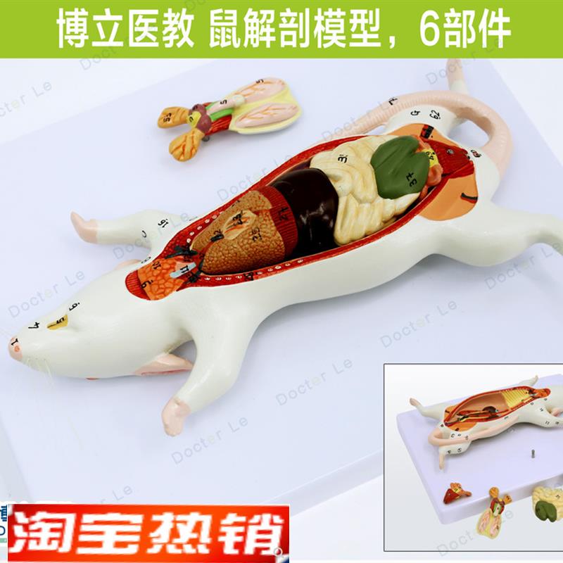 教学仿真老鼠g标本老鼠解剖模型老鼠拼装益智玩具动物解剖生物教