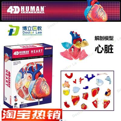 4DMASTER拼装人体模型内脏脑颅骨肌肉L手骨架眼耳牙胃心脏妊娠