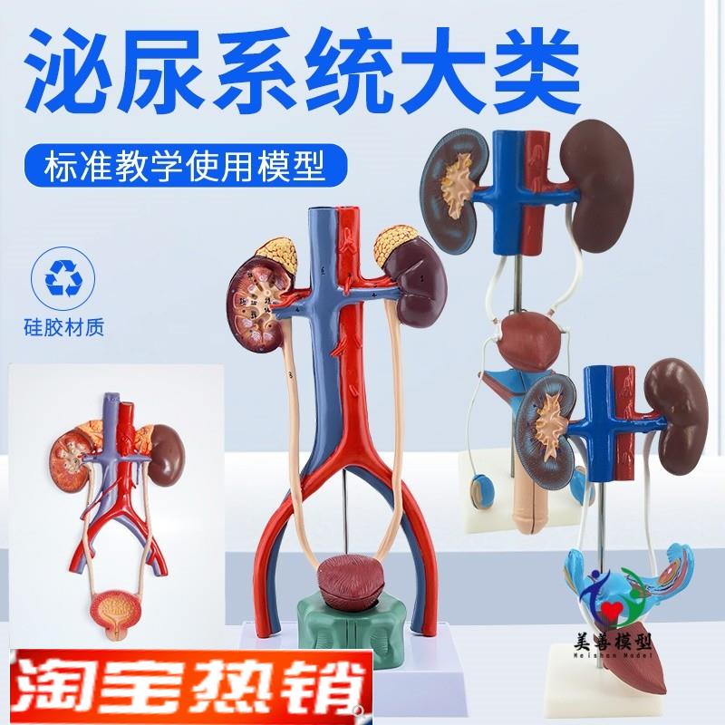 医学女性泌尿生殖系统模型男性生殖解剖肾脏R女性子宫膀胱模型