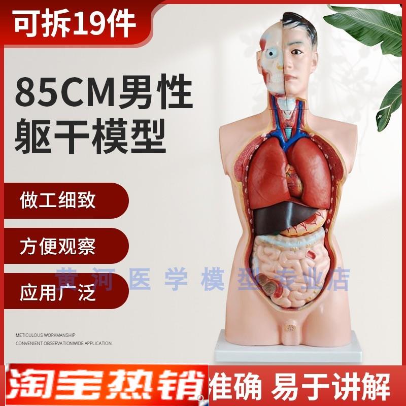 85CM人体可拆卸医学解剖模型身C体内脏器官结构模型仿真骨骼骨架