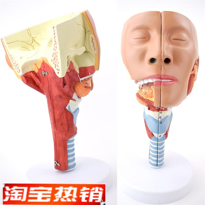 ENOVO颐诺医学鼻咽喉气管咽y肌解剖模型环咽肌会吞咽障碍康复教学
