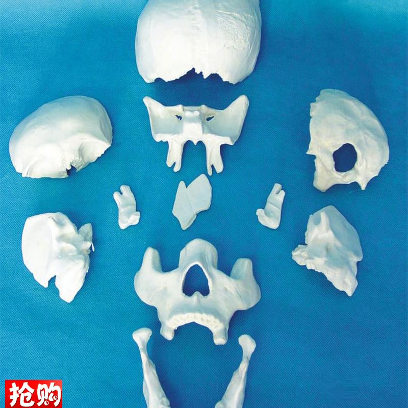 包邮人体头骨模型(散骨11件)骷髅I头医用教学模型骨骼骨架