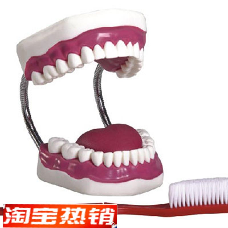 牙保健护理模型牙齿教学演示A模具口腔护理模型刷牙教学模型
