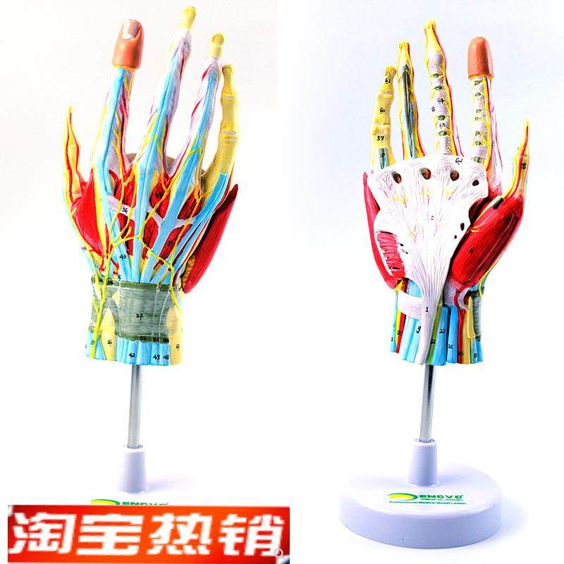 ENOVO颐诺手部解剖模型手关节B骨骼肌肉血管神经手外科腕关节手显,文具电教/文化用品/商务用品,教学标本/模型,淘宝优惠券,粉丝福利购,淘宝优惠卷