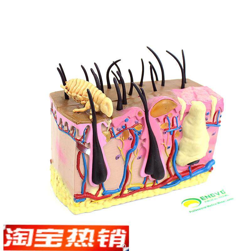 ENOVO颐诺狗皮肤模型犬跳蚤咬伤犬皮肤宠O物狗皮肤解剖模型犬皮,文具电教/文化用品/商务用品,教学标本/模型,淘宝优惠券,粉丝福利购,淘宝优惠卷