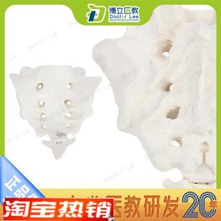 自然大骶骨带尾骨模型教用z医用运动模型散骨模型解剖模型