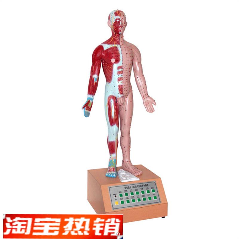 人体中医学用电动语音语言提示十四电动针灸N模型解剖穴位标本模