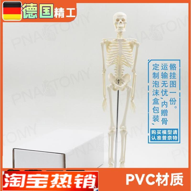 45cm小型可拆卸骨骼人体模型瑜伽教学骨架骷髅骨万Y圣节玩具礼品