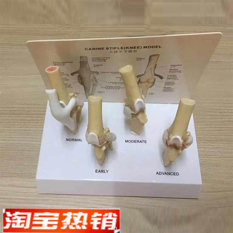 犬膝关节病变演i示犬股骨病变狗股骨关节炎狗股骨动物宠物兽医模,文具电教/文化用品/商务用品,教学仪器/实验器材,淘宝优惠券,粉丝福利购,淘宝优惠卷