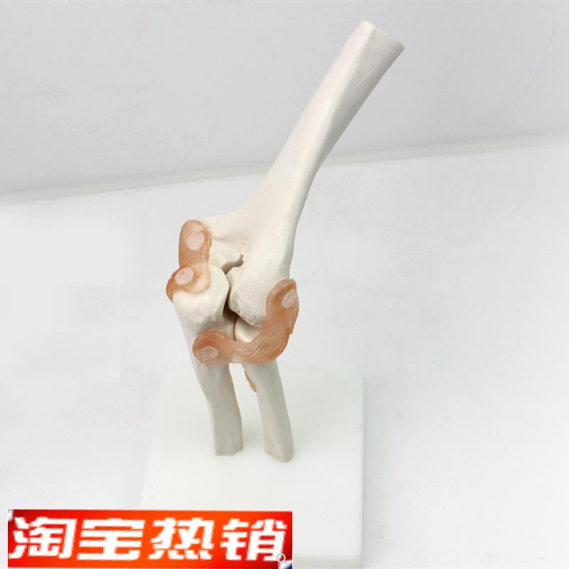 ENOVO颐诺医学肘关节模型桡关B节人体骨骼标本六大关节教具健康运