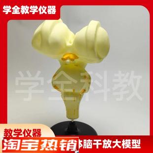 人体脑干放d大模型初高中生物脑干医学演示教学研究分析解剖模型