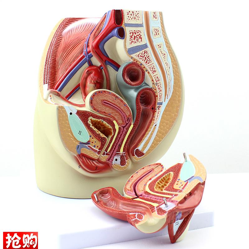 ENOVO颐诺女性盆腔解剖v模型人体生殖泌尿系统子宫妇科医学模型骨