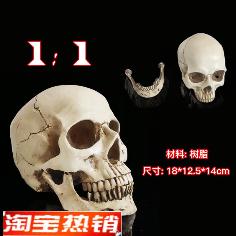 骷髅头绘画人头骨艺用人体骨骼解剖头颅骨模型美T术医学用头骨素