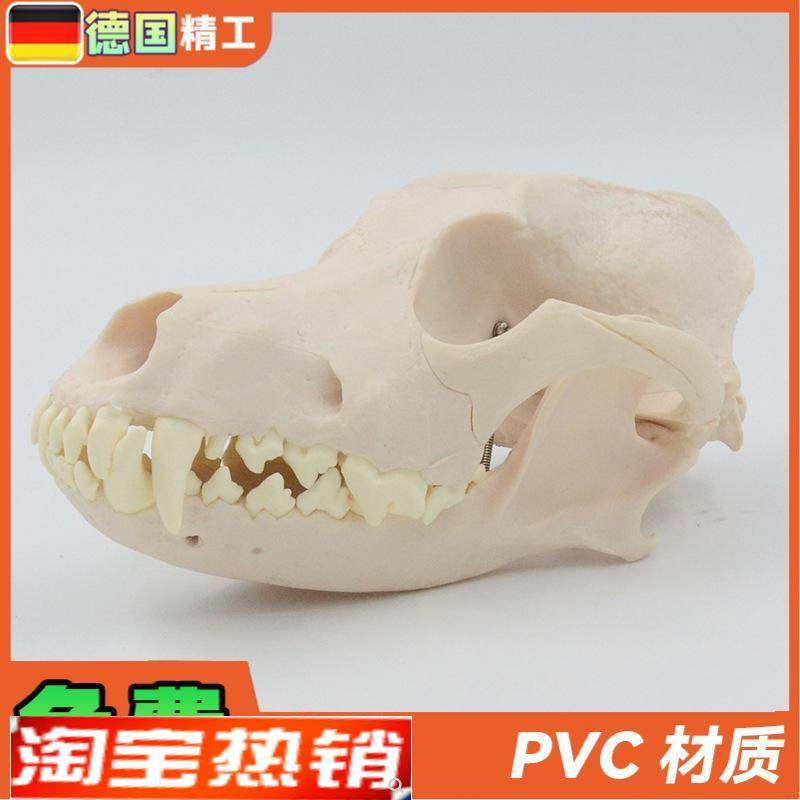 德国】1比1成年j狗犬头颅骨骷髅头骨骨骼宠物医院畜牧业医用教学
