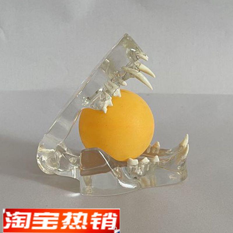 康泰模型猫咪牙齿透明s口腔下颌骨动物兽医药宠物医院教学