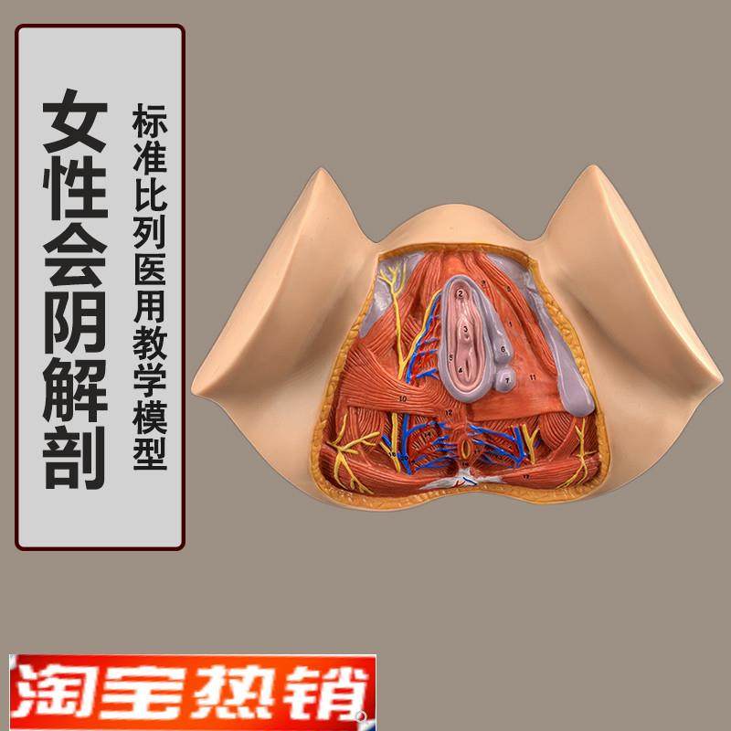 女性会阴模型会阴解剖模型妇科解剖G模型女性生殖器官解剖模型