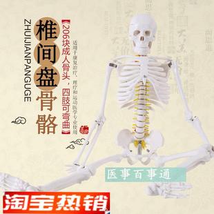 人体骨骼模型85cm脊D柱脊椎神经椎间盘医用骨架模型正骨教学