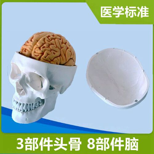 头骨带脑模型可拆卸仿真1:1比例zPVC材质医用解剖颅骨牙科教学骨