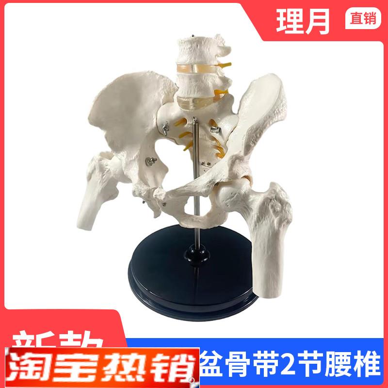人体两节a腰椎带骨盆腿骨模型脊柱脊椎正脊柱模型真人大小可拆卸