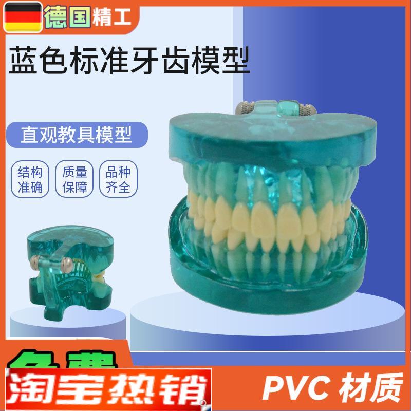 德国】PNT-OR15蓝色t透明标准牙齿模型口腔保健护理牙齿教学模型