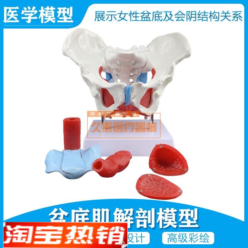 女性骨盆模型f骨盆盆底肌模型子宫模型盆骨分娩助产教学模具